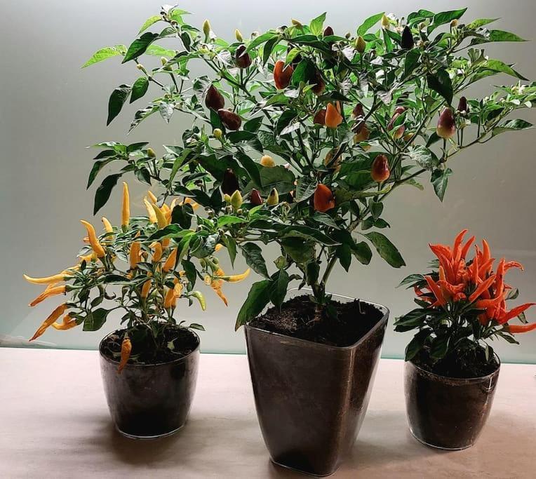 Spicy Studio In Art Nouveau District, Culture Trip Рига Екстериор снимка